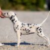 Dalmatian Dalmatian puppies for sale
