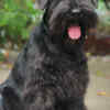 Miniature Schnauzer Black Miniature Schnauzer Puppies