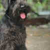 Miniature Schnauzer Black Miniature Schnauzer Puppies