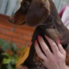 Dachshund Dachshund puppies for sale