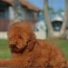 Poodle Miniature Poodle, male puppies