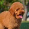 Poodle Miniature Poodle, male puppies