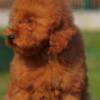 Poodle Miniature Poodle, male puppies