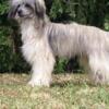Chinese Crested Dog Chinese Crested Dog – Puppies