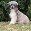Chinese Crested Dog Chinese Crested Dog – Puppies