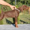 Doberman Pinscher Doberman