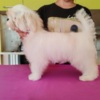 Maltese Maltese, excellent bloodlines