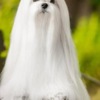 Maltese Maltese, excellent bloodlines