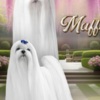 Maltese Maltese, excellent bloodlines