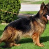 German Shepherd Dog Long-Haired German Shepherd – Puppies