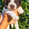 Lagotto Romagnolo Lagotto Romagnolo puppies