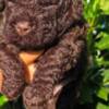 Lagotto Romagnolo Lagotto Romagnolo puppies