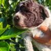 Lagotto Romagnolo Lagotto Romagnolo puppies
