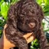 Lagotto Romagnolo Lagotto Romagnolo puppies
