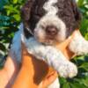 Lagotto Romagnolo Lagotto Romagnolo puppies