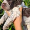 Lagotto Romagnolo Lagotto Romagnolo puppies