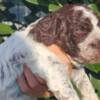 Lagotto Romagnolo Lagotto Romagnolo puppies