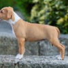 American Staffordshire Terrier American staffordshire terriers