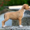 American Staffordshire Terrier American staffordshire terriers