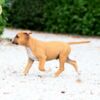 American Staffordshire Terrier American staffordshire terriers