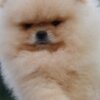 Pomeranian Pomeranian Spitz puppies