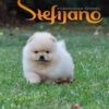 Pomeranian Pomeranian Spitz puppies