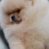 Pomeranian Pomeranian Spitz puppies