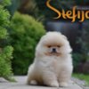 Pomeranian Pomeranian Spitz puppies