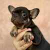 French Bulldog French Bulldogs – EXOTIC TOP QUALITY