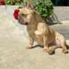 French Bulldog French Bulldogs – EXOTIC TOP QUALITY