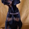 Doberman Pinscher Doberman puppies for sale