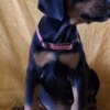 Doberman Pinscher Doberman puppies for sale
