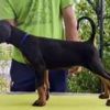 Doberman Pinscher Doberman Puppies – Champion Bloodline