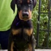 Doberman Pinscher Doberman Puppies – Champion Bloodline