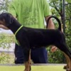 Doberman Pinscher Doberman Puppies – Champion Bloodline
