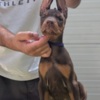 Doberman Pinscher Doberman Puppies – Champion Bloodline