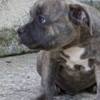 Bull and Terrier American Bully Pocket Puppies