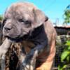 Bull and Terrier American Bully Pocket Puppies