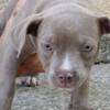 Bull and Terrier American Bully Pocket Puppies