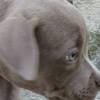 Bull and Terrier American Bully Pocket Puppies