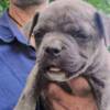 Bull and Terrier American Bully Pocket Puppies