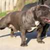 Bull and Terrier American Bully Pocket Puppies