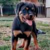Rottweiler Rottweiler, top puppies