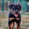 Rottweiler Rottweiler, top puppies
