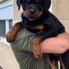 Rottweiler Rottweiler, top puppies