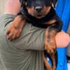 Rottweiler Rottweiler, top puppies