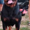 Rottweiler Rottweiler, top puppies