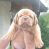 Dogue de Bordeaux Dogue de Bordeaux Beautiful Puppies