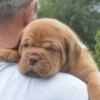 Dogue de Bordeaux Dogue de Bordeaux Beautiful Puppies