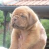 Dogue de Bordeaux Dogue de Bordeaux Beautiful Puppies